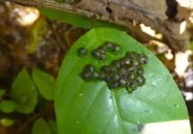 World’s smallest “fanged” frogs found in Indonesia 2