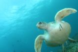 Worlds turtles face plastic deluge danger