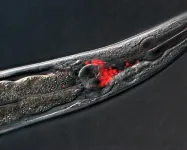 Worm study shows hyperactivated neurons cause aging-related behavioral decline