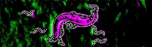 Worm surface chemistry reveals secrets to their development and survival