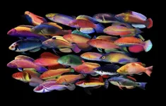 Wrasses dazzle: how fairy wrasses got their flamboyant colours