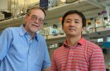 WSU researchers find crucial step in DNA repair 2