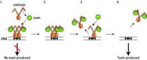 X-rays reveal the self-defence mechanisms of bacteria