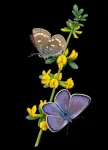 Xerces Blue butterfly genome sequenced, an icon of anthropogenic extinction