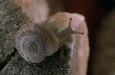 Xerocrassa montserratensis, an endemic and threatened snail in Catalonia