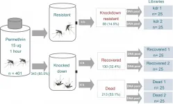 Yellow fever mosquitoes evolve different strategies to resist pesticides