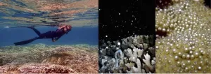 Young coral use metabolic tricks to resist bleaching