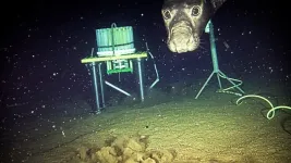 Young male northern elephant seals are captured on camera returning to a deep sea cabled observatory off Canada's British Columbia coast, demonstrating new insight into fish foraging behavior