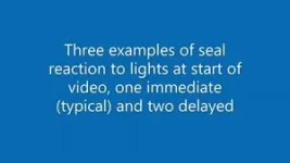 Young male northern elephant seals are captured on camera returning to a deep sea cabled observatory off Canada's British Columbia coast, demonstrating new insight into fish foraging behavior 3