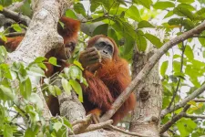 Young orangutans have sex-specific role models