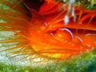 Young researcher discovers source of disco clams light show