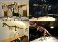 Younger Tyrannosaurus Rex bites were less ferocious than their adult counterparts