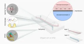 Your gut’s microbiome, on a chip