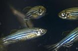 Zebrafish model of a learning and memory disorder shows better treatment