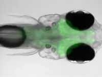 Zebrafish navigate to find their comfortable temperature