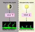 Zebrafish study explains why the circadian rhythm affects your health