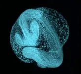 Zebrahub: New atlas tracks zebrafish development like never before 2