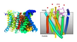 Zinc transporter has built-in self-regulating sensor