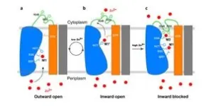 Zinc transporter has built-in self-regulating sensor 2