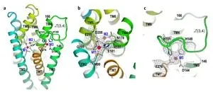 Zinc transporter has built-in self-regulating sensor 3