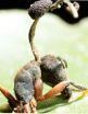 Zombie ant fungi manipulate hosts to die on the 'doorstep' of the colony