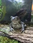 Zoo amphibians were on display while humans were locked away