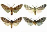 ZooKeys opens the gates to Americas moth diversity