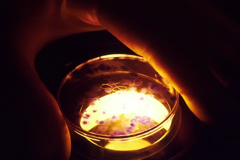 A gloved hand positions a culture dish beneath a microscope