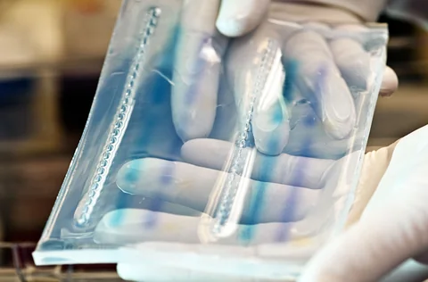Hands holding an agarose gel slab after electrophoresis