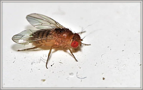 Macro photograph of a female Drosophila melanogaster fruit fly