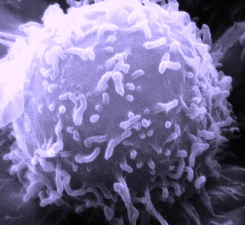 Purple-coloured scanning electron micrograph of a lymphocyte