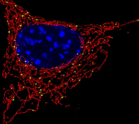 Fluorescence microscopy of a cell and mitochondria