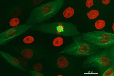 Fluorescence microscopy of dividing LLC-PK1 cells
