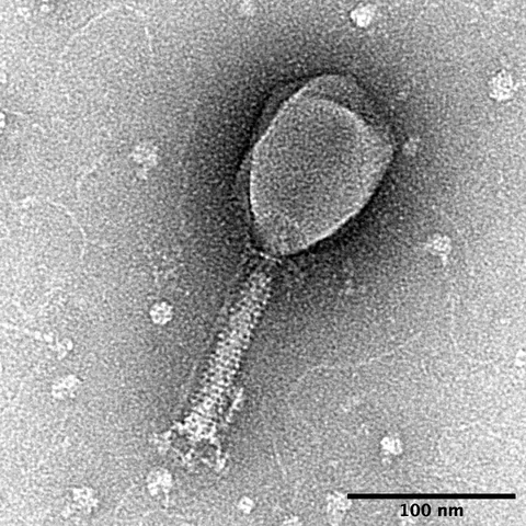 Transmission electron micrograph of T2 bacteriophages