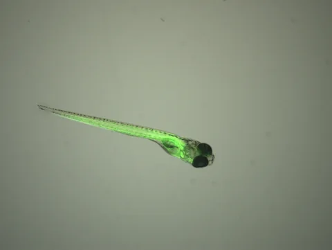 Juvenile zebrafish with green fluorescence